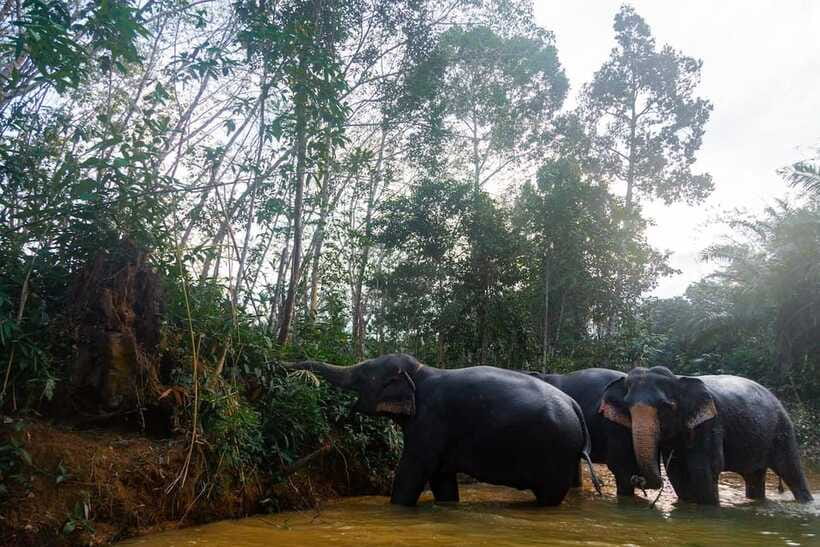 Khaolak: Elephant Sanctuary Guided Tour with Hotel Transfers - Photos without a staged performance