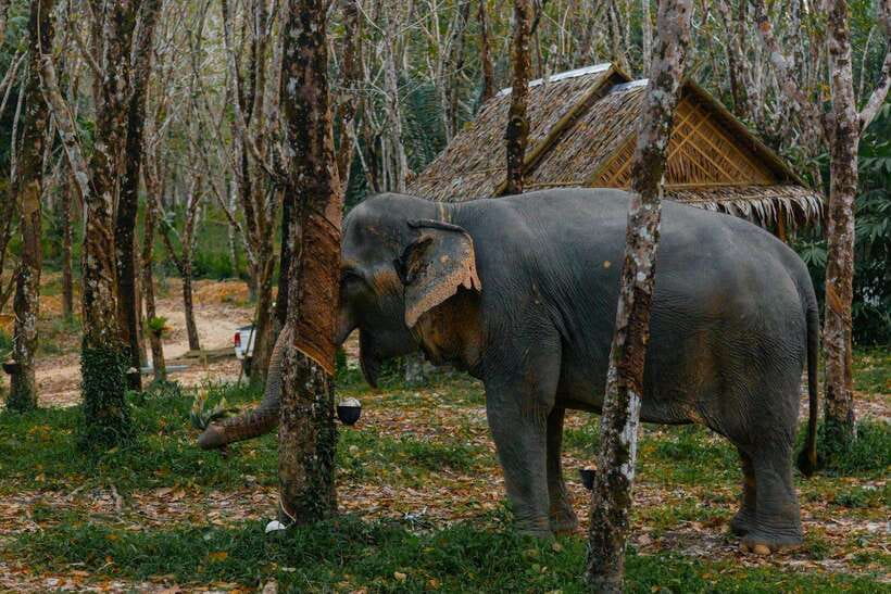 Khaolak: Elephant Sanctuary Guided Tour with Hotel Transfers - How the 60-minute schedule works