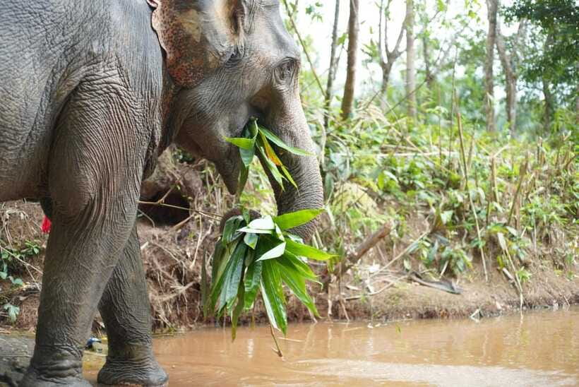 Khaolak: Elephant Sanctuary Guided Tour with Hotel Transfers - Hotel pickup around Khao Lak