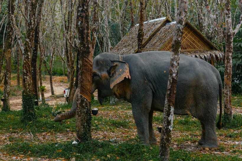 Khaolak: Elephant Sanctuary Guided Tour with Hotel Transfers - Is $51 good value for one hour?
