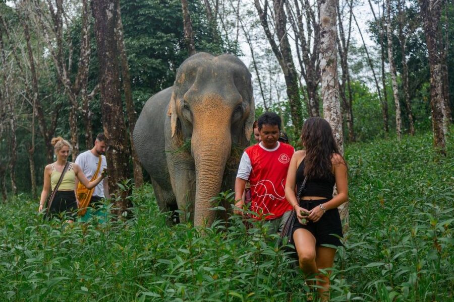 Khaolak: Sunset Elephant Walk with Complimentary Cocktail - Key points to know before booking