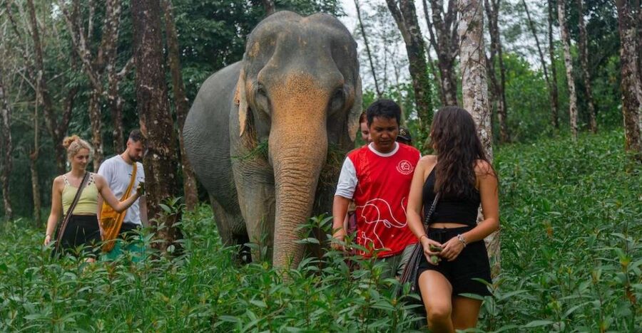 Khaolak: Sunset Elephant Walk with Complimentary Cocktail - Meeting rescued elephants in Khao Lak