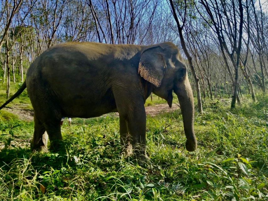Khaolak: Sunset Elephant Walk with Complimentary Cocktail - Why the animal-first policy matters