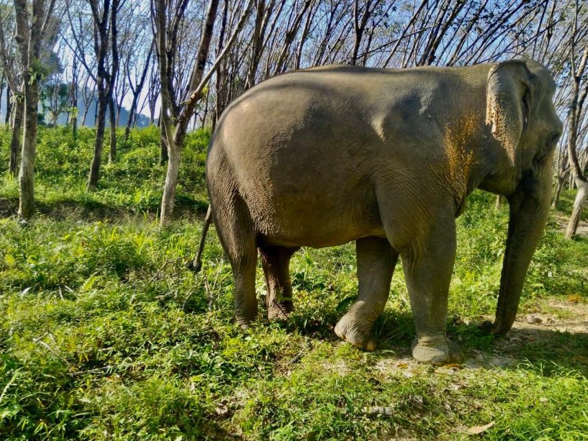 Khaolak: Sunset Elephant Walk with Complimentary Cocktail - What to bring and what to expect on site