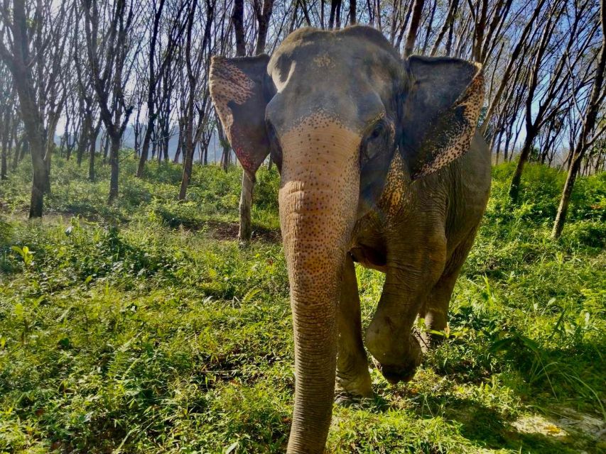 Khaolak: Sunset Elephant Walk with Complimentary Cocktail - Who will enjoy this experience most