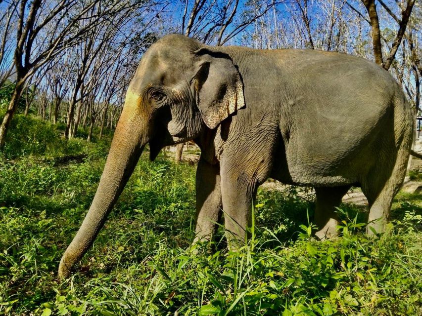 Khaolak: Sunset Elephant Walk with Complimentary Cocktail - Is $40 good value?
