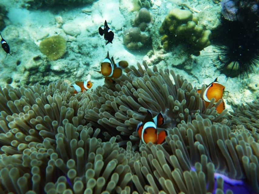 Ko Lanta: 4 Islands Snorkeling Tour by Longtail Boat - What the $31 price really buys you