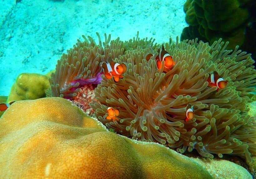 Ko Lanta: Full-Day Snorkel Trip to Phi Phi & Bamboo Islands - Key points to know before booking