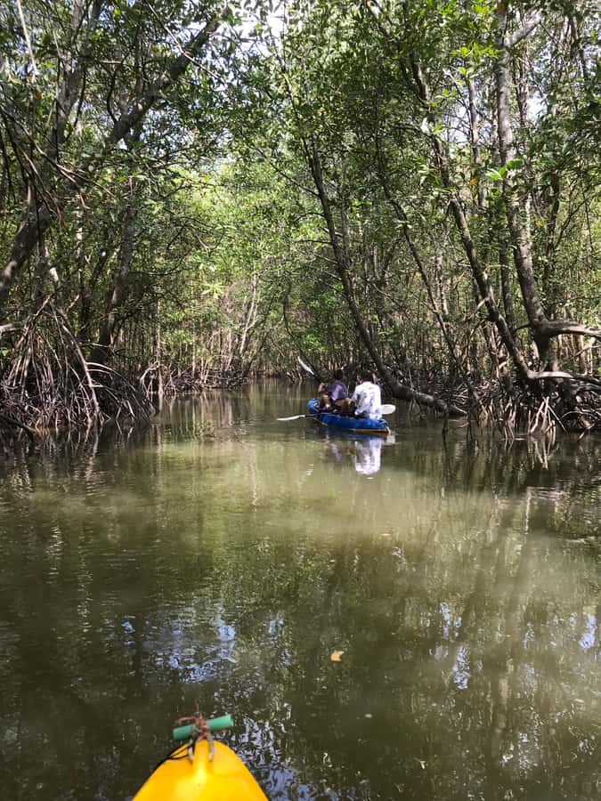 Ko Lanta: HALF DAY EXPLORE MANGROVE KAYAKING TOUR AND LUNCH - Who will enjoy this half-day outing