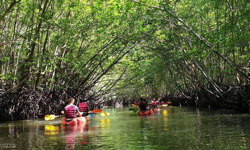 Ko Lanta: Half-Day Mangrove Kayaking Tour with Lunch - Key points to know before you paddle