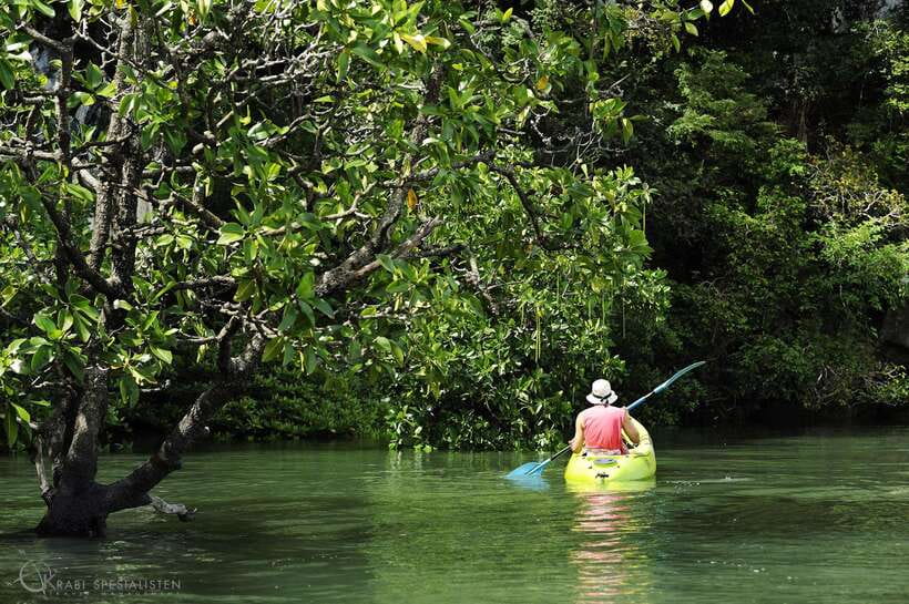 Ko Lanta: Half-Day Mangrove Kayaking Tour with Lunch - Why this mangrove trip is worth your half-day