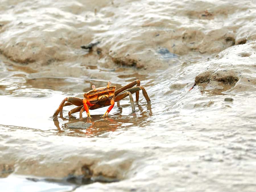 Ko Lanta: Mangrove Forest Boat Tour with Lunch or Dinner - What to Bring and What to Expect