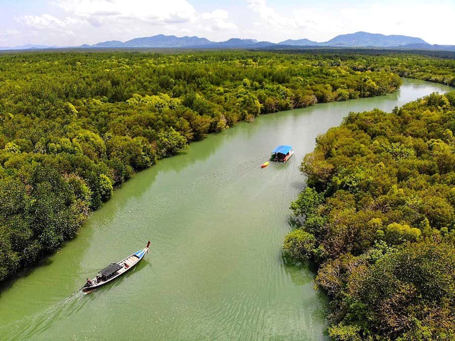 Ko Lanta: Mangrove Forest Boat Tour with Lunch or Dinner - What You Can Actually See