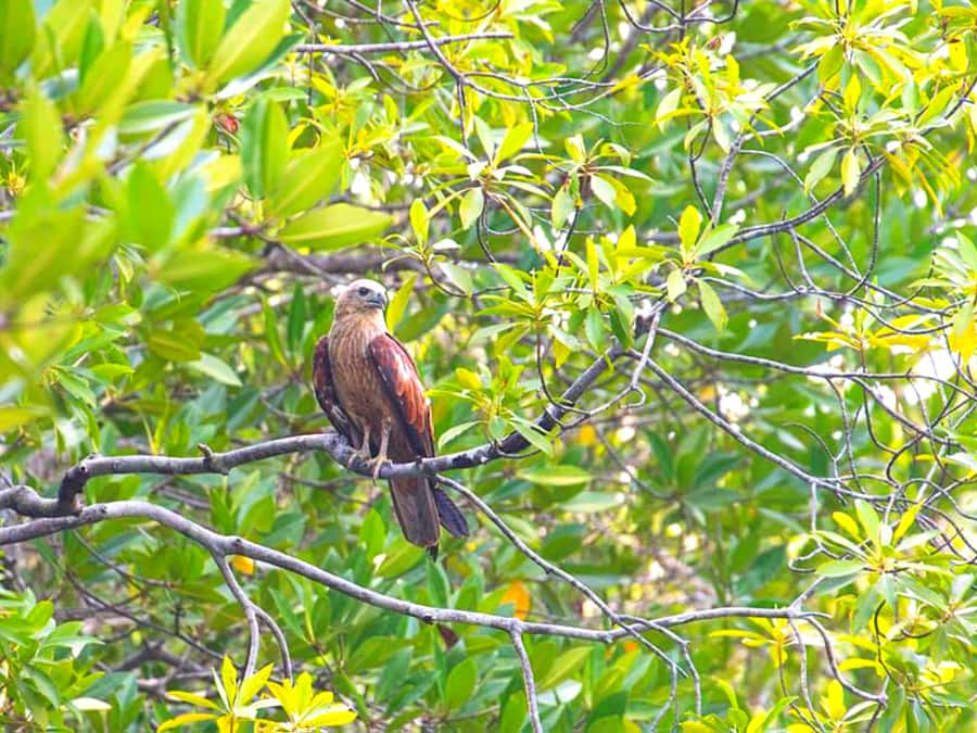 Ko Lanta: Mangrove Forest Boat Tour with Lunch or Dinner - Pickup Times From Ko Lanta Resorts