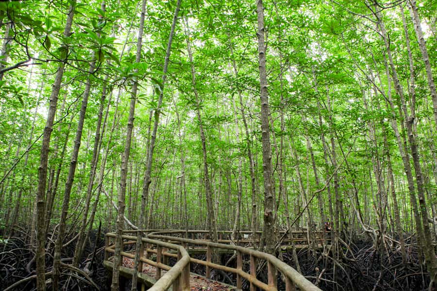 Ko Lanta: Mangrove Forest Boat Tour with Lunch or Dinner - Morning or Afternoon: Which Departure Works Best?