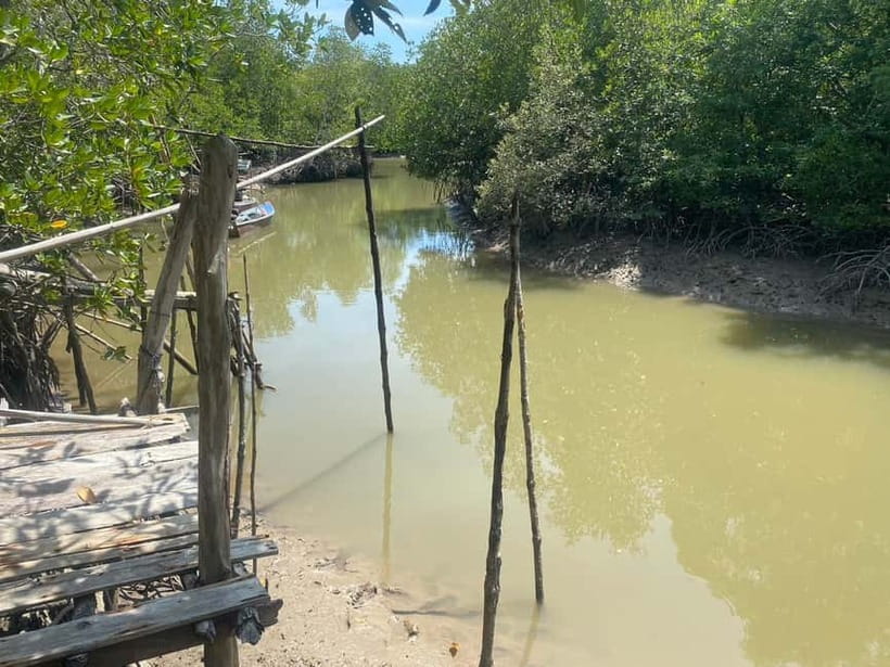 Ko Lanta: Mangrove Kayaking, Ko Talabeng, & Skull Island - Mangrove kayaking and the small creatures below