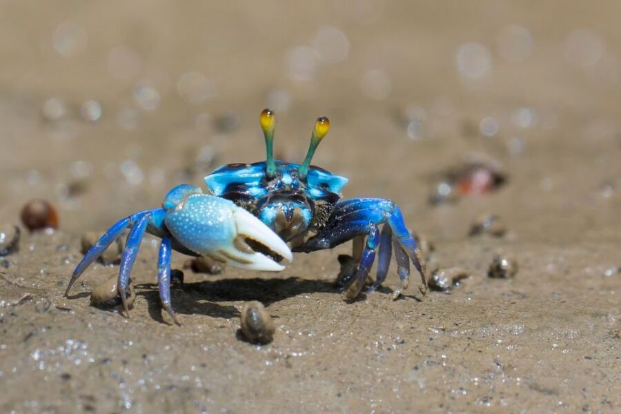 Ko Lanta: Mangrove Kayaking, Ko Talabeng, & Skull Island - From your hotel to Baan Loh Yai Pier