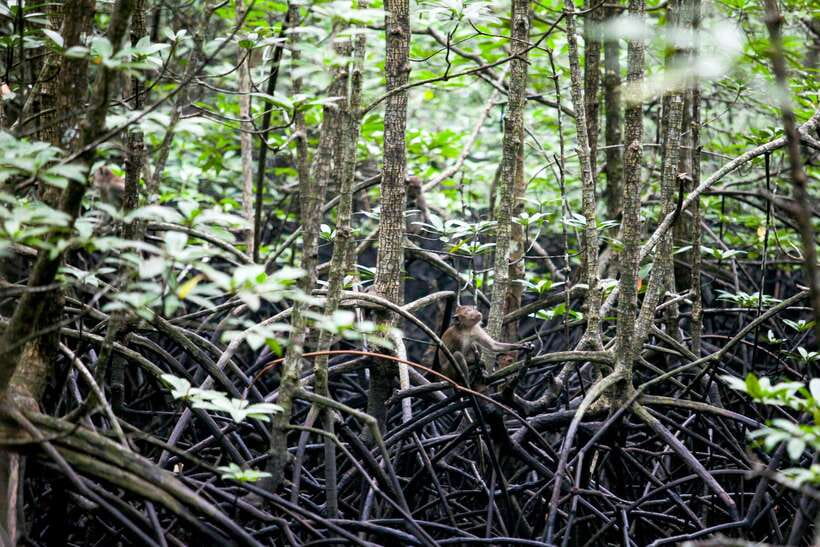Ko Lanta: Mangrove Kayaking with Lunch and Hotel Transfer - A closer look at the local setting