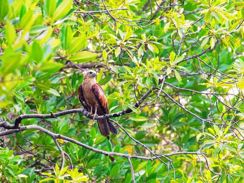 Ko Lanta: Mangrove Kayaking with Lunch and Hotel Transfer - Who should book this Ko Lanta excursion?