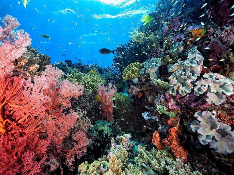 Ko Lanta: Snorkeling Adventure Tour to Koh Rok and Koh Haa - Lunch and beach time on Koh Rok