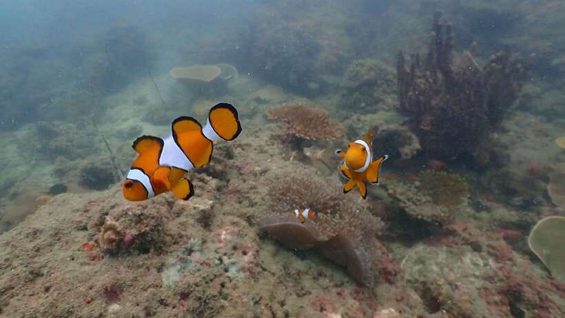 Ko Phi Phi Don: Speedboat Day Trip with Shark Snorkeling - The guides shape the mood