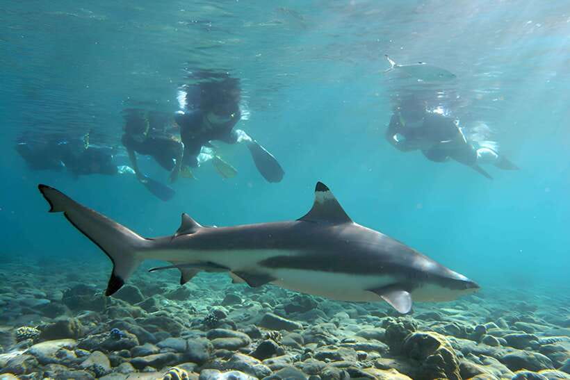Ko Phi Phi Don: Speedboat Day Trip with Shark Snorkeling - Monkey Beach brings the first close-up encounter
