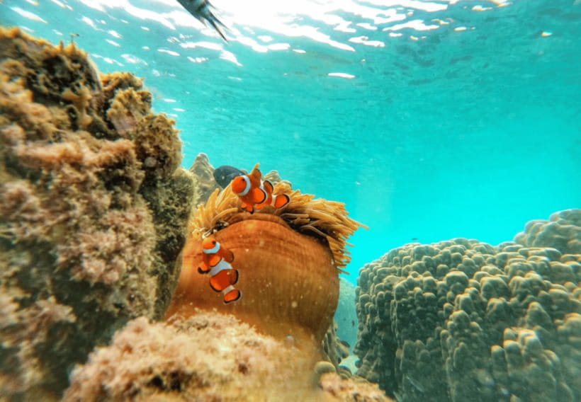 Ko Samet: 5 or 6 Islands Snorkeling Tour with Lunch Option - What is included for your $35