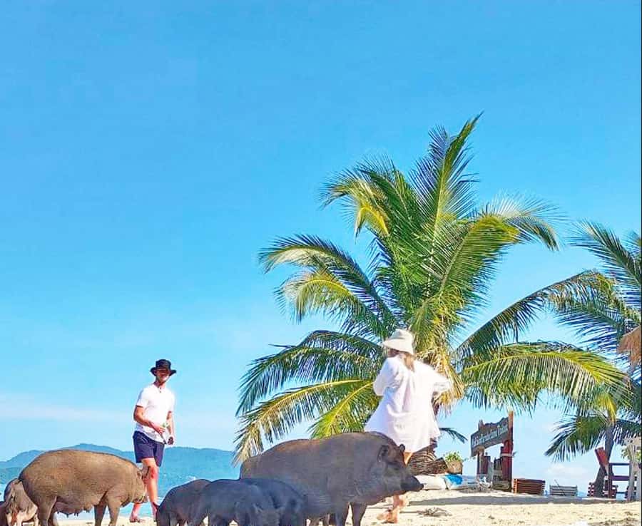 Ko Samui: Pig Island Snorkeling and Koh Tan Speedboat Tour - From your hotel to Bang Khao pier