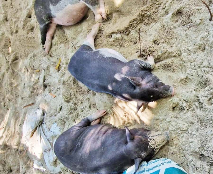 Ko Samui: Pig Island Snorkeling and Koh Tan Speedboat Tour - Two and a half hours with the pigs