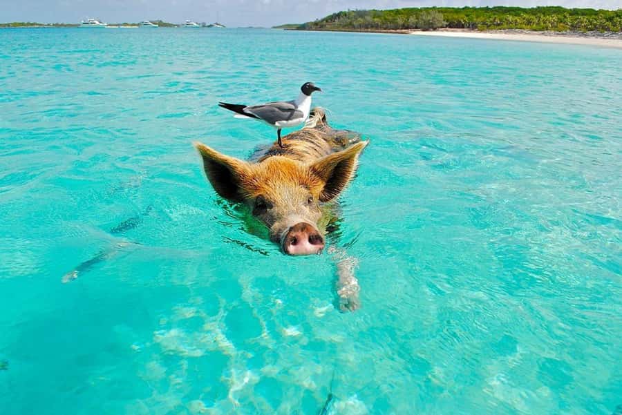 Ko Samui: Private Longtail Boat Tour to Koh Madsum & Koh Tan - Meeting the Pigs on Pig Island