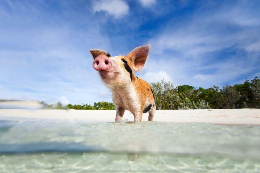 Ko Samui: Private Longtail Boat Tour to Koh Madsum & Koh Tan - What Private Really Means Here