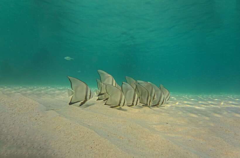 Ko Tao: Late Riser Snorkeling Tour with Lunch and Photos - What the $28 price really covers
