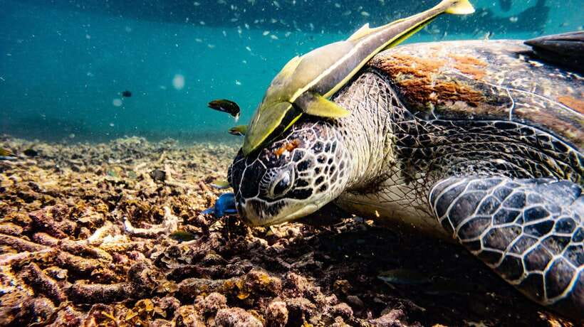 Ko Tao: Morning Trip to Ko Nangyuan’s Serene Oasis by Oxygen - Japanese Reef Garden: the strongest snorkeling stop