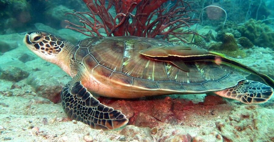 Koh Chang: Half-Day Snorkeling Adventure on a Speedboat - Key points to know before you book