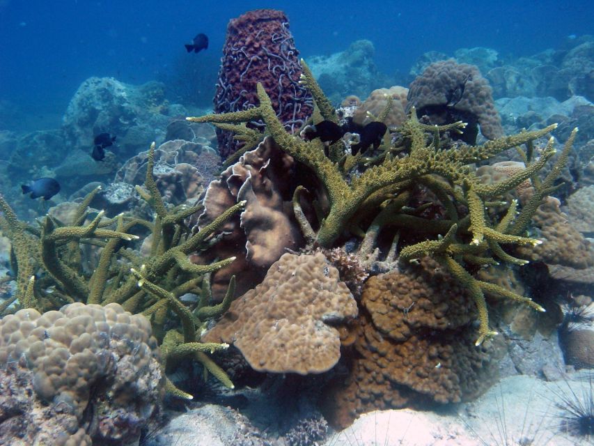 Koh Chang: Half-Day Snorkeling Adventure on a Speedboat - What families should know