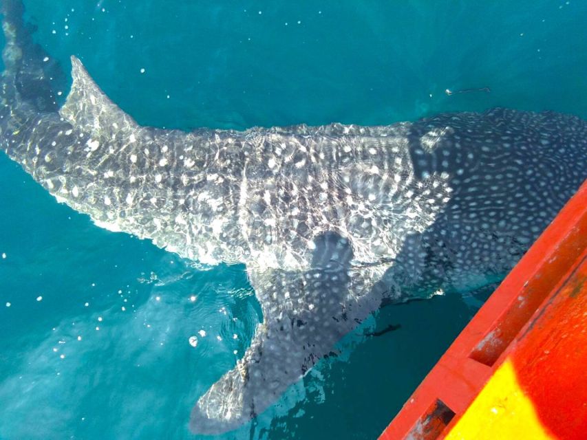 Koh Chang: Snorkeling Trip to Reefs or Wrecks with Lunch - How the guides handle beginners and mixed groups