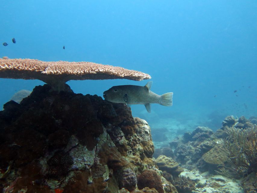 Koh Chang: Snorkeling Trip to Reefs or Wrecks with Lunch - The real value of a $32 boat day