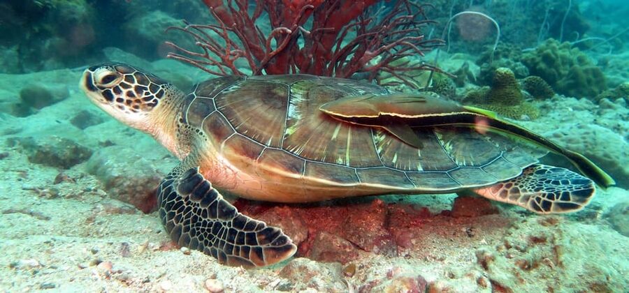 Koh Kood or Koh Rang: Snorkeling Day Trip with Buffet Lunch - Key points to know before you book