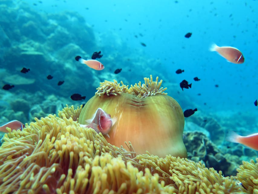 Koh Kood or Koh Rang: Snorkeling Day Trip with Buffet Lunch - Is $32 a good price?