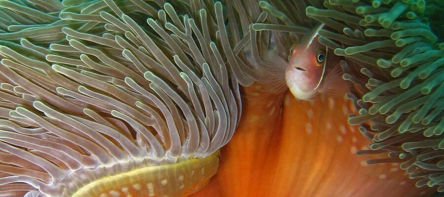 Koh Kood or Koh Rang: Snorkeling Day Trip with Buffet Lunch - Who will enjoy this snorkeling day
