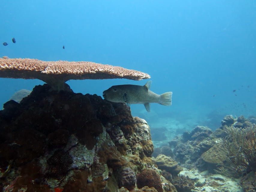 Koh Kood or Koh Rang: Snorkeling Day Trip with Buffet Lunch - Three stops, three chances to see the reef