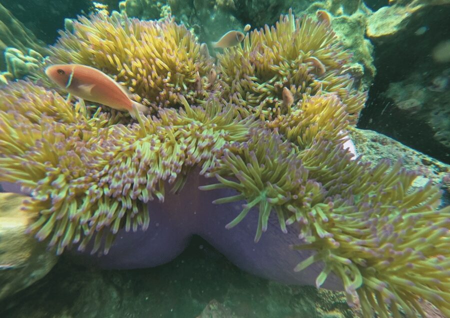 Koh Kood: Snorkeling Speedboat Tour with Lunch and Transfer - Should you book the Koh Kood snorkeling tour?