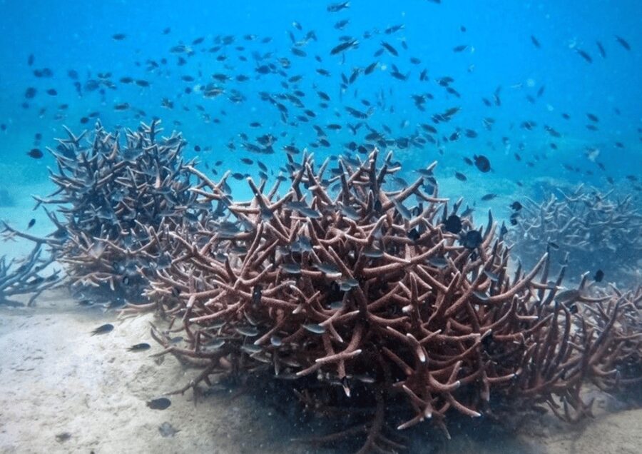 Koh Kood: Snorkeling Speedboat Tour with Lunch and Transfer - What the $41 price really covers