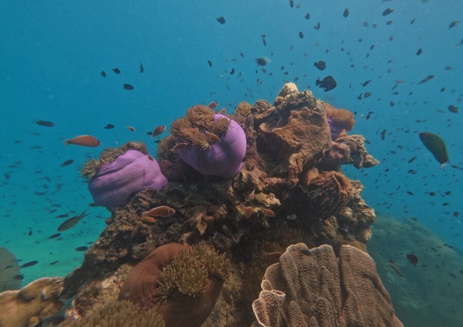 Koh Kood: Snorkeling Speedboat Tour with Lunch and Transfer - Who will enjoy this tour most