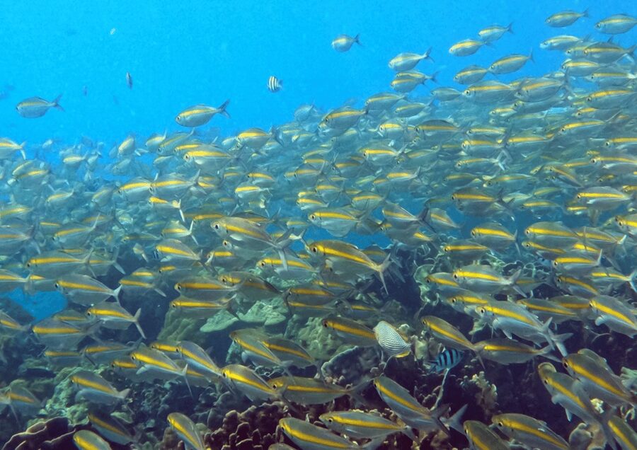 Koh Kood: Snorkeling Speedboat Tour with Lunch and Transfer - Ko Rang: the first snorkeling stop