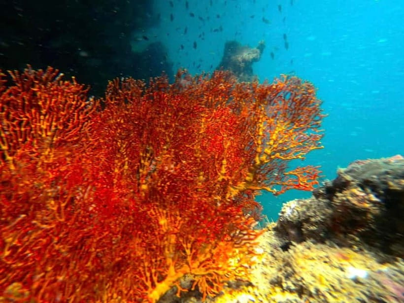 Koh Lanta: 4 Islands and Emerald Cave Snorkeling Trip - First water stop: Koh Ngai’s cliffs and reef