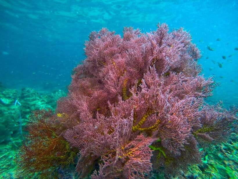 Koh Lanta: 4 Islands and Emerald Cave Snorkeling Trip - Koh Chuek and the soft coral reefs