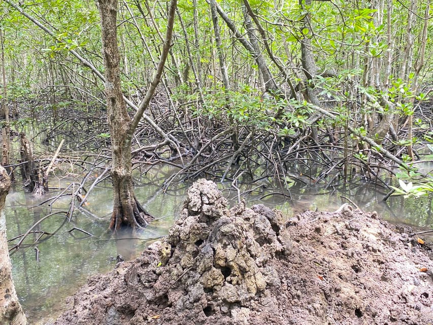 Koh Lanta:Mangrove + Elephant Camp Half Day Tour - Getting close to elephants at Tum Mai Kaew