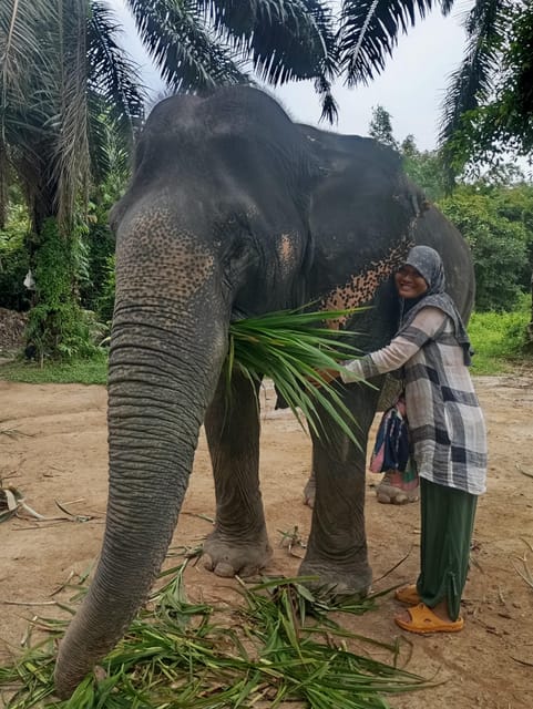 Koh Lanta:Mangrove + Elephant Camp Half Day Tour - FAQ