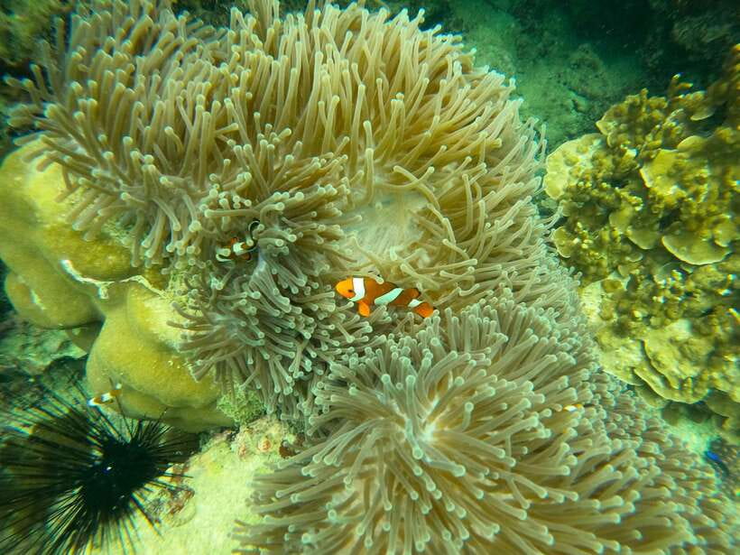 Koh Lanta: Phi Phi Islands Tour w/ Maya Bay, Snorkel & Lunch - Lunch on Phi Phi Don